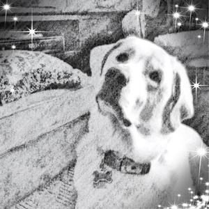 Meet your Posher, Lucy